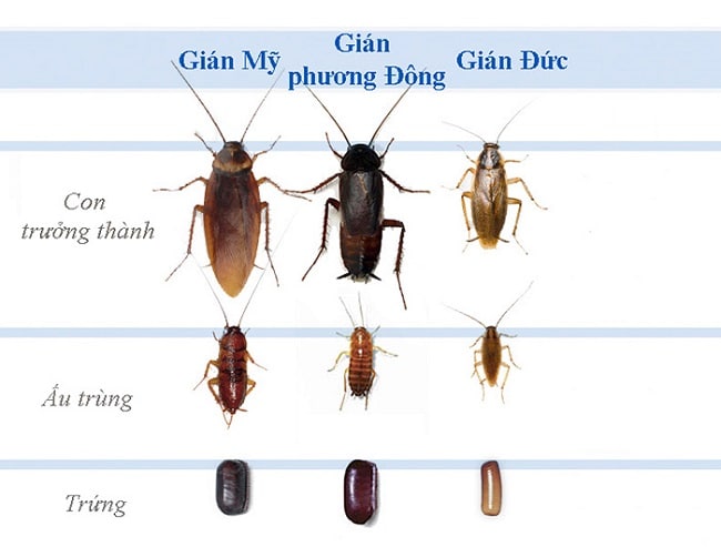 Diệt gián đức 