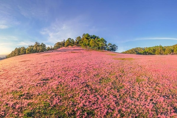 Top 10 địa điểm chụp ảnh cưới Đà Lạt - Đồi cỏ hồng