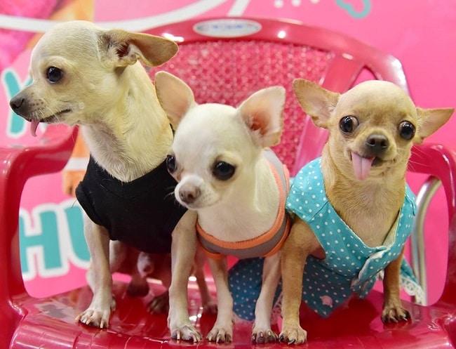Puppy Pet Shop là Top 5 Cửa hàng phụ kiện chó mèo giá rẻ nhất Hà Nội và TPHCM
