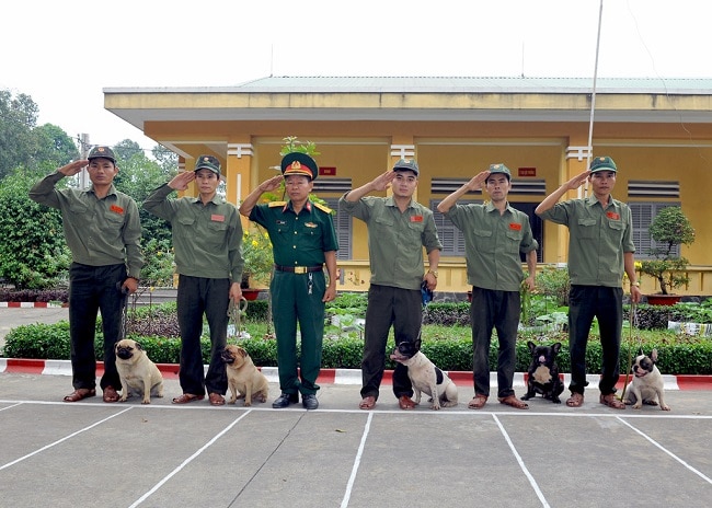 Trung tâm huấn luyện chó Quân Cảnh là Top 5 Trung tâm huấn luyện chó uy tín và chuyên nghiệp nhất ở TPHCM
