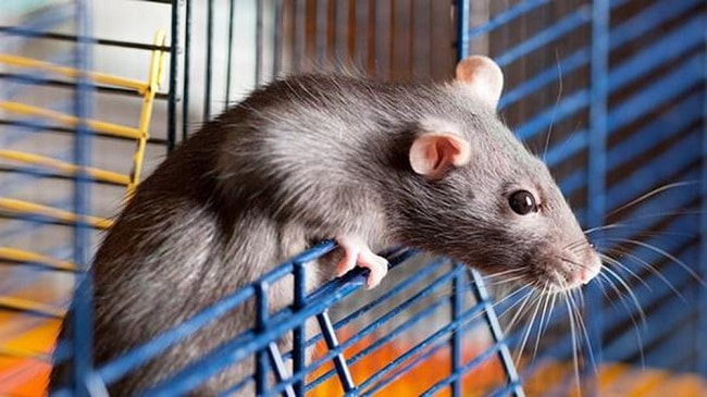Mẹo diệt chuột an toàn và hiệu quả bằng tóc người