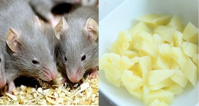 Mẹo diệt chuột hiệu quả và an toàn bằng khoai tây nghiền