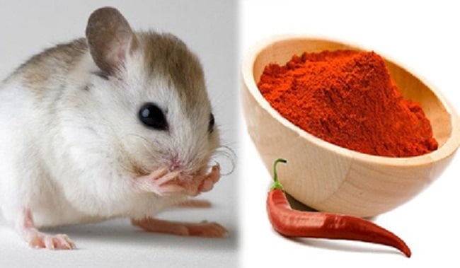 Mẹo diệt chuột an toàn và hiệu quả bằng ớt