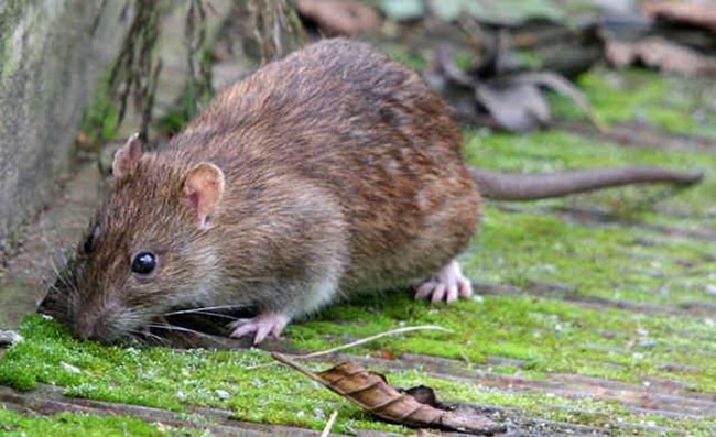 Chuột nâu là một trong Các loài chuột phổ biến ở Việt Nam hiện nay
