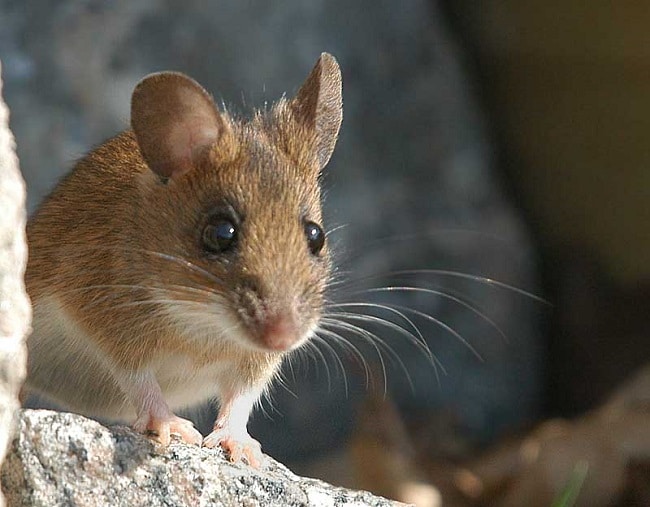 Chuột đồng cổ vàng là một trong Các loài chuột phổ biến ở Việt Nam hiện nay