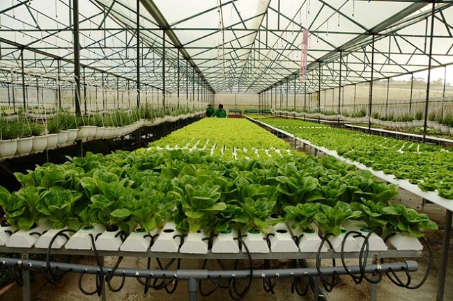 Cherry Garden là Top 10 địa chỉ bán đất sạch trồng rau đảm bảo nhất ở TP. Hồ Chí Minh