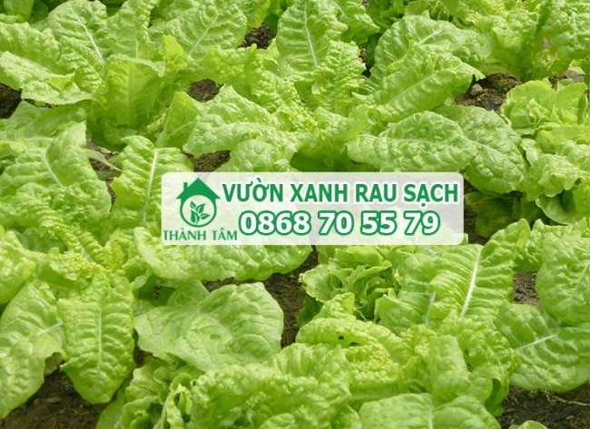 Thành Tâm là Top 10 địa chỉ bán đất sạch trồng rau đảm bảo nhất ở TP. Hồ Chí Minh