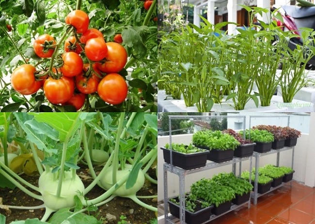 Vuonrausachtainha.com.vn là Top 10 địa chỉ bán đất sạch trồng rau đảm bảo nhất ở TP. Hồ Chí Minh