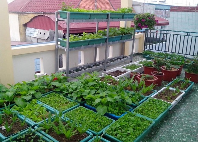 Sài Gòn Hoa là Top 10 địa chỉ bán đất sạch trồng rau đảm bảo nhất ở TP. Hồ Chí Minh