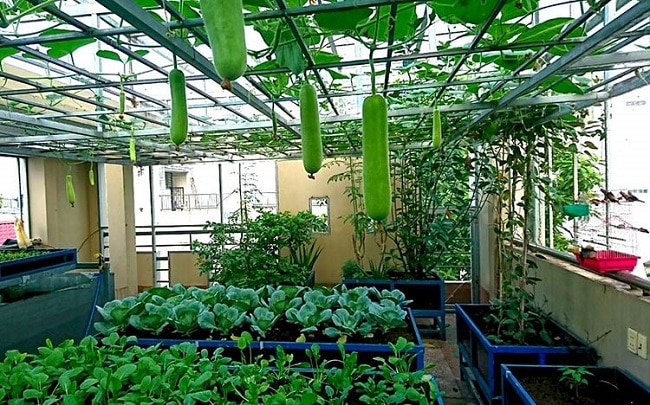 1989 JSC là Top 10 địa chỉ bán đất sạch trồng rau đảm bảo nhất ở TP. Hồ Chí Minh