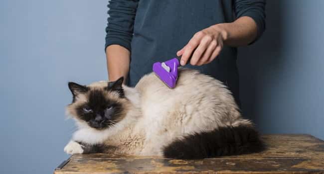 Phòng khám thú y CityVet