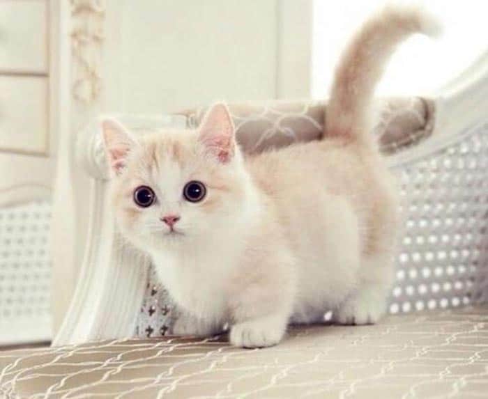 Top 10 địa chỉ mua mèo cảnh giá rẻ, chất lượng nhất Hà Nội -xóm mèo