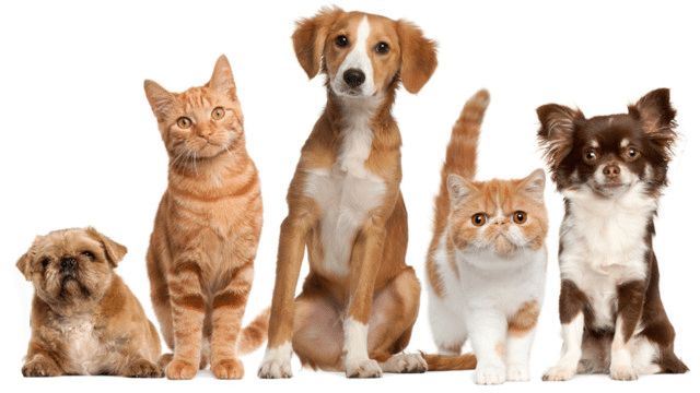 Top 10 địa chỉ mua mèo cảnh giá rẻ, chất lượng nhất Hà Nội - Én Bạc Pet